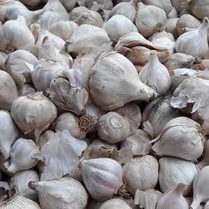 Garlic