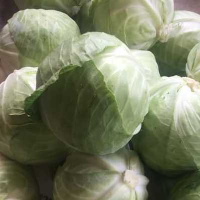 Cabbage