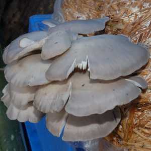 Mushroom Oyster